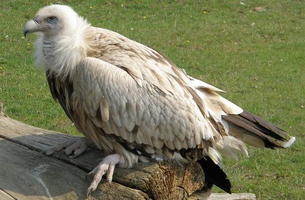 Белоголовый-сип-птица-Описание-особенности-виды-образ-жизни-и-среда-обитания-сипа-6