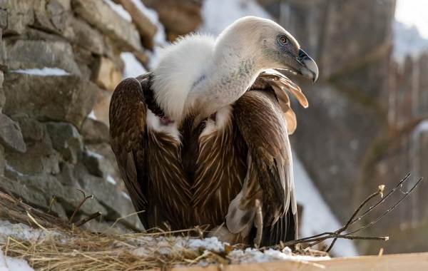 Белоголовый-сип-птица-Описание-особенности-виды-образ-жизни-и-среда-обитания-сипа-9