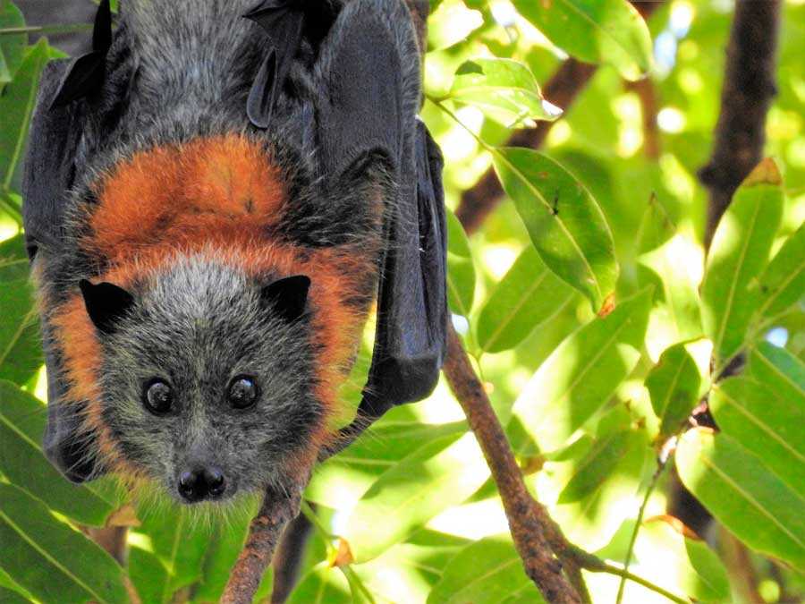 Гигантская летучая лисица: описание