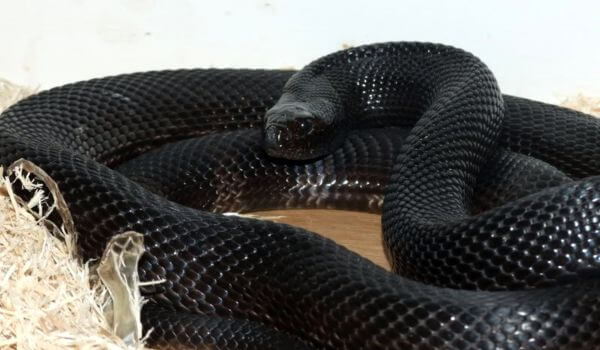Фото: Черная мамба