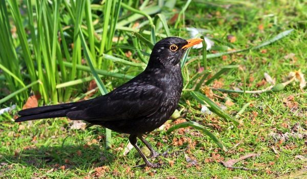 Фото: Птица дрозд