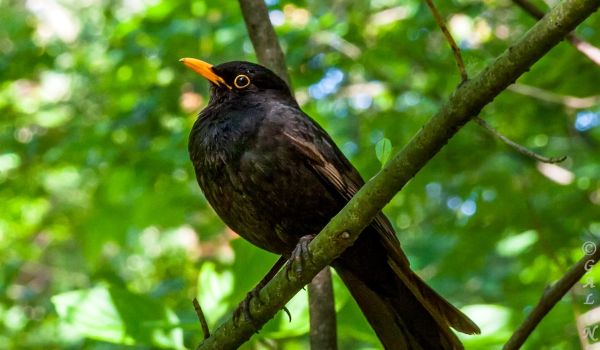 Фото: Дрозд в России