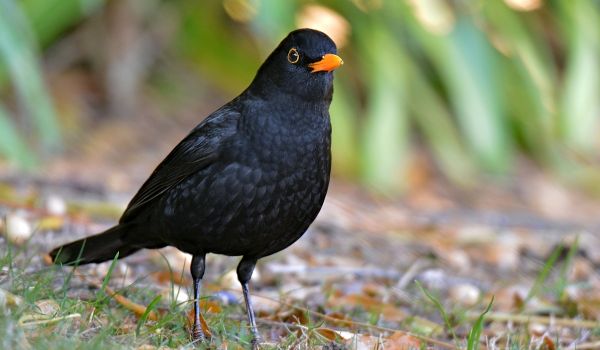 Фото: Блэкберд