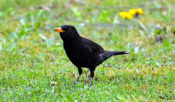 Фото: Блэкберд