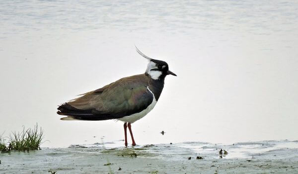 Фото: Чибис