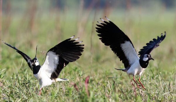 Фото: Пара чибисов