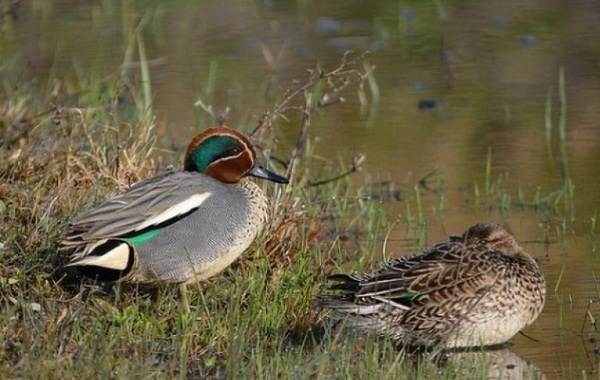 Сине-зеленый-свисток-птица-описание-особенности-вид-образ жизни-и-среда обитания-сине-зеленый-19