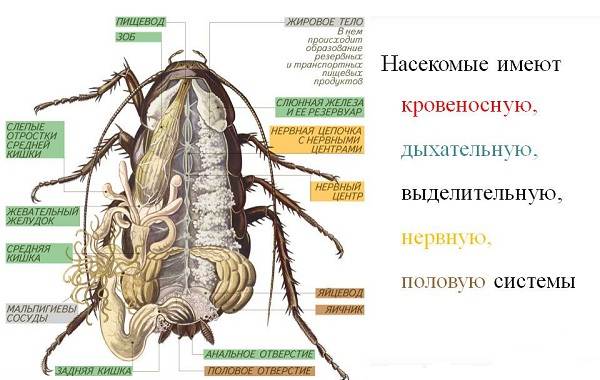 Черный таракан-насекомое-описание-особенности-виды-образ жизни-и-среда обитания-таракан-4