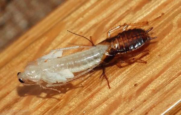 Черный таракан-насекомое-описание-особенности-виды-образ жизни-и-среда обитания-таракан-7