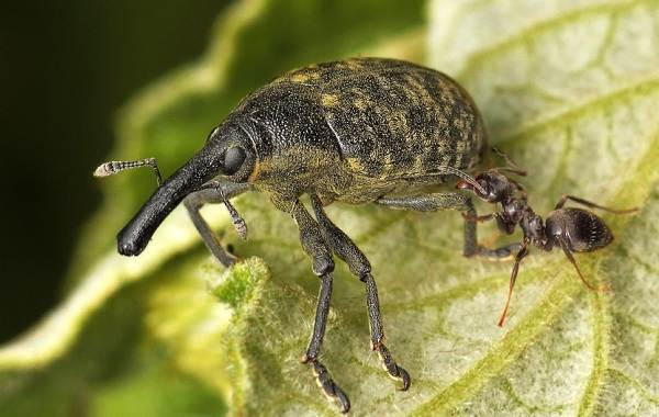 Долгоносик-жук-насекомое-Описание-особенности-виды-образ-жизни-и-борьба-с-долгоносиком-12