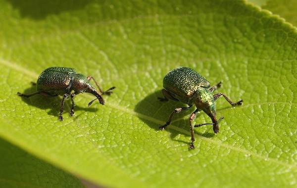 Долгоносик-жук-насекомое-Описание-особенности-виды-образ-жизни-и-борьба-с-долгоносиком-17