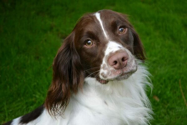 одиннадцать