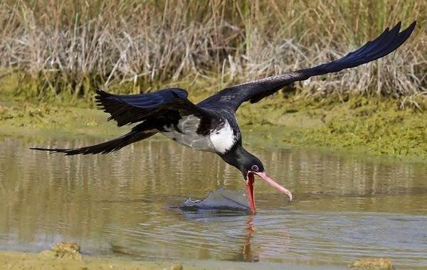 Frigatebird-description-features-species-lifestyle-and-abitat-of-frigatebirds-11