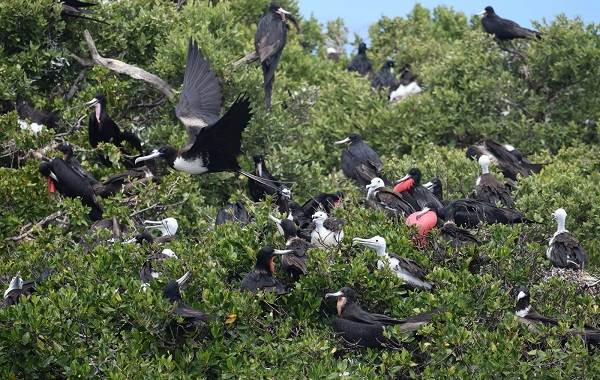 Фрегат-описание-особенности-виды-образ жизни-и-среда обитания-фрегатов-12
