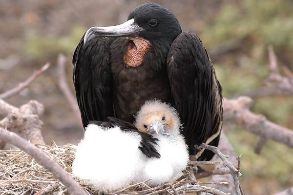Фрегат-птица-Описание-особенности-виды-образ-жизни-и-среда-обитания-фрегатов-13