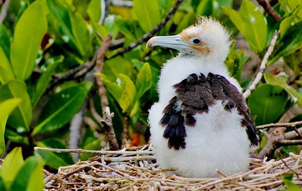Фрегат-птица-Описание-особенности-виды-образ-жизни-и-среда-обитания-фрегатов-14