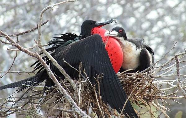 Frigatebird-description-features-species-lifestyle-and-abitat-for-frigatebirds-2