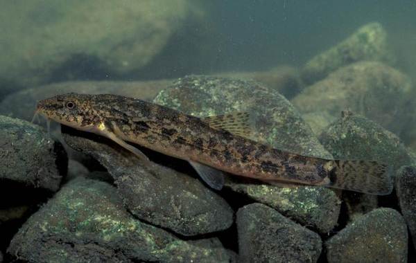 Описание-особенности-видов-гольца-рыбы-образ жизни-и-среда-обитания-гольца-12