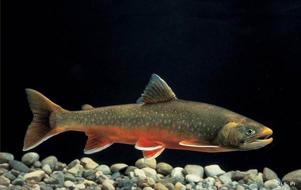 Форель-рыба-Описание-особенности-виды-образ жизни-и-среда обитания-5