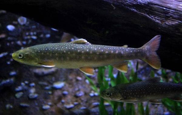 Форель-рыба-Описание-особенности-виды-образ жизни-и-среда обитания-6