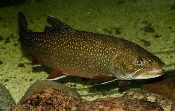 Форель-рыба-Описание-особенности-виды-образ жизни-и-среда обитания-7