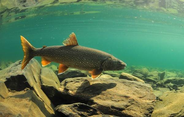 Описание-особенности-видов-гольца-рыбы-образ жизни-и-среда-обитания-гольца-8