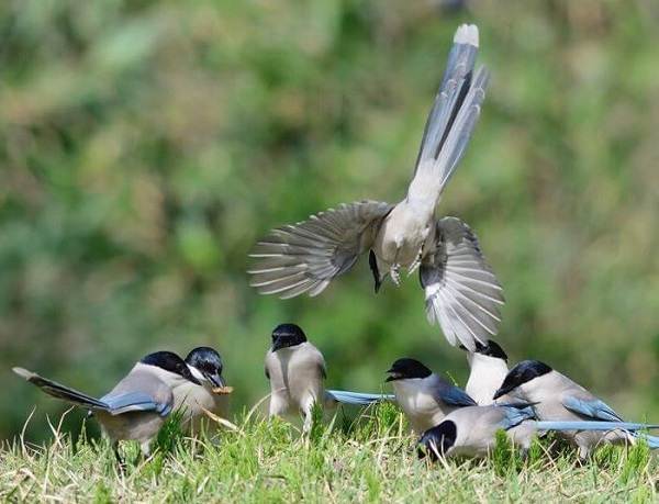 Голубая-сорока-птица-Описание-особенности-образ-жизни-и-среда-обитания-сороки-9