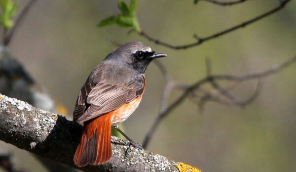 Фото: Красный старт в России