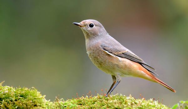 Фото: Самка горихвостки