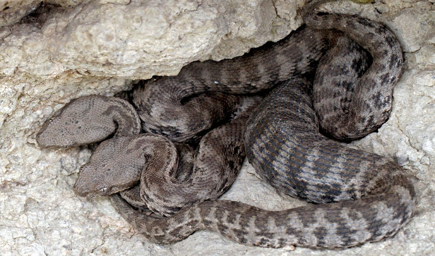 гюрза в естественной среде