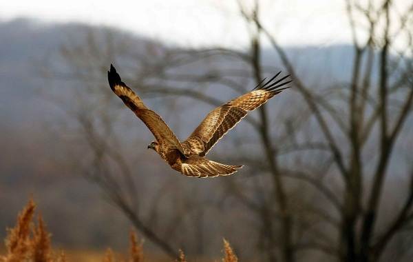 Хищные-птицы-Названия-описание-классификация-и-фото-хищных-птиц-10