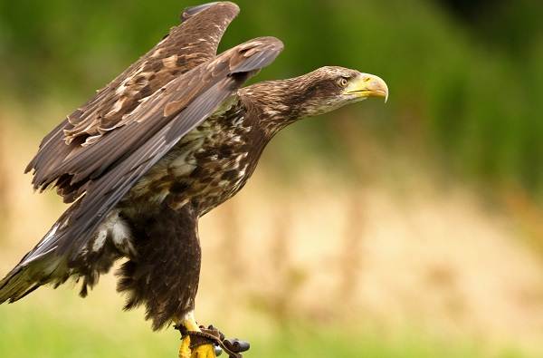 Хищные-птицы-Названия-описание-классификация-и-фото-хищных-птиц-11