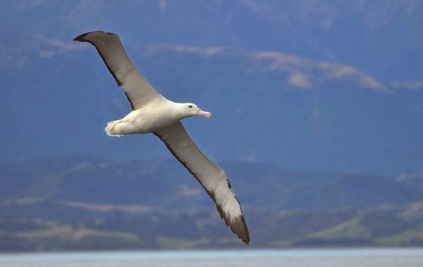 Хищные-птицы-Названия-описание-классификация-и-фото-хищных-птиц-15