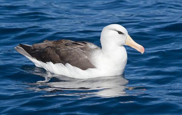 Хищные-птицы-Названия-описание-классификация-и-фото-хищных-птиц-16