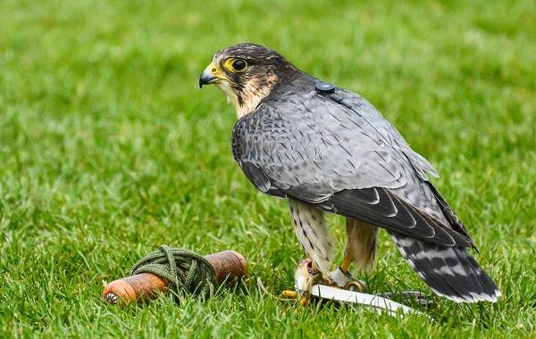 Хищные-птицы-Названия-описание-классификация-и-фото-хищных-птиц-21