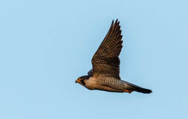 Хищные-птицы-Названия-описание-классификация-и-фото-хищных-птиц-22