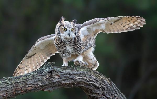 Хищные-птицы-Названия-описание-классификация-и-фото-хищных-птиц-23