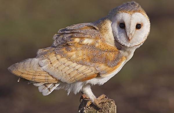 Хищные-птицы-Названия-описание-классификация-и-фото-хищных-птиц-26