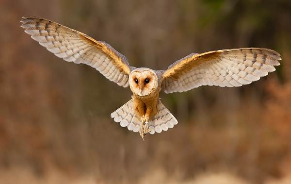 Хищные-птицы-Названия-описание-классификация-и-фото-хищных-птиц-27