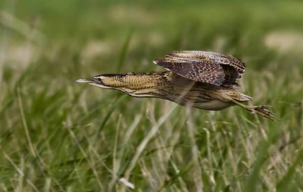 Хищные-птицы-Названия-описание-классификация-и-фото-хищных-птиц-28