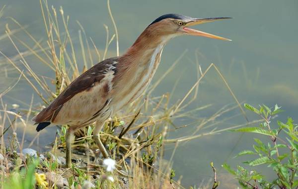 Хищные-птицы-Названия-описание-классификация-и-фото-хищных-птиц-29