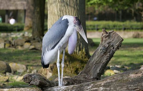 Хищные-птицы-Названия-описание-классификация-и-фото-хищных-птиц-30