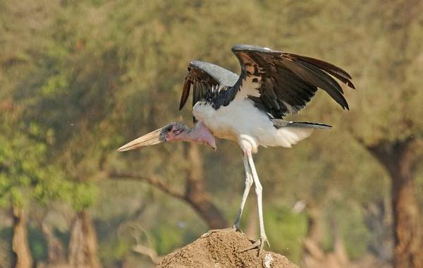 Хищные-птицы-Названия-описание-классификация-и-фото-хищных-птиц-31