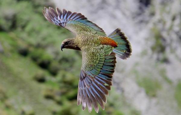 Хищные-птицы-Названия-описание-классификация-и-фото-хищных-птиц-32