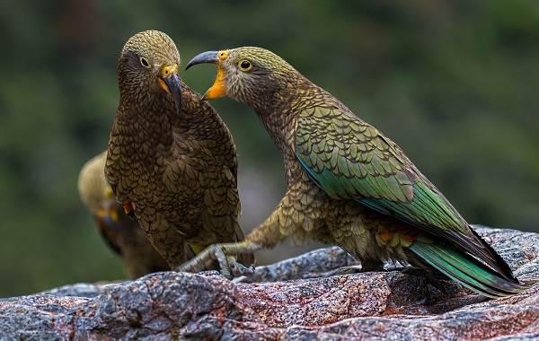 Хищные-птицы-Названия-описание-классификация-и-фото-хищных-птиц-33