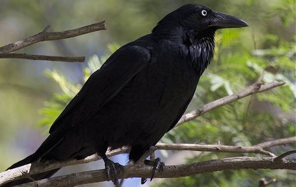 Хищные-птицы-Названия-описание-классификация-и-фото-хищных-птиц-34