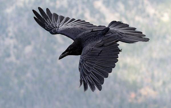 Хищные-птицы-Названия-описание-классификация-и-фото-хищных-птиц-35