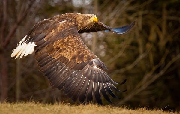 Хищные-птицы-Названия-описание-классификация-и-фото-хищных-птиц-36