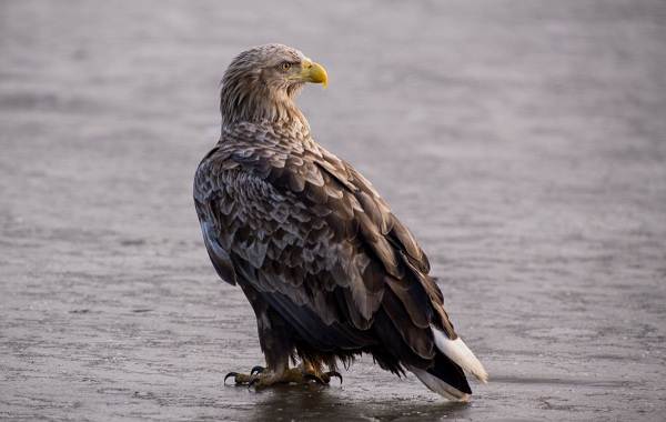 Хищные-птицы-Названия-описание-классификация-и-фото-хищных-птиц-37