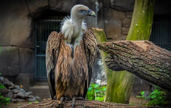 Хищные-птицы-Названия-описание-классификация-и-фото-хищных-птиц-6